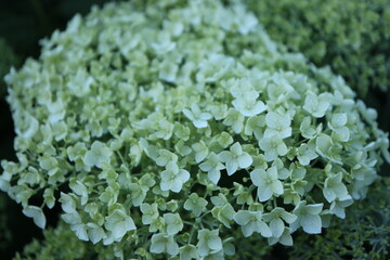 Young blossoms of Hydrangea arborescens "Annabelle" 