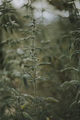 forest in the morning, medical plants in forest, woods, salvia divinorum