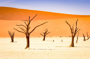 It's Dead Acacia erioloba in the Dead Vlei (Dead Valley), Namibia Desert, Africa