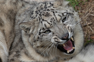Fototapeta na wymiar Snow leopard yawning and showing his teeth