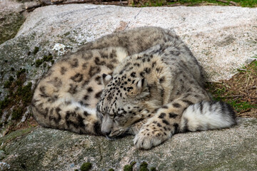 Snow leopard sleeping on a rock