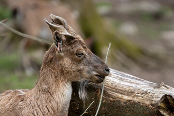 Ovis orientalis bochariensis sheep feeding in Swedish wild reserve