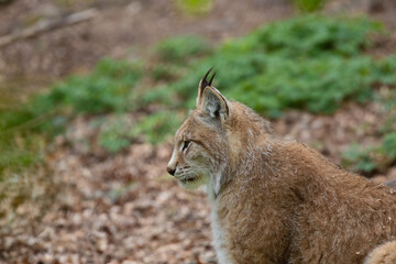 A lynx in profile shot with woodland background