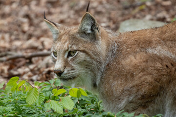 Lynx head looking to the left