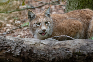 Lynx standing behind a tree trunk