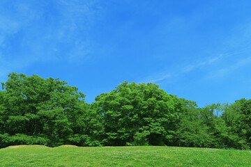 夏の芝生と青空と雲と緑の木々