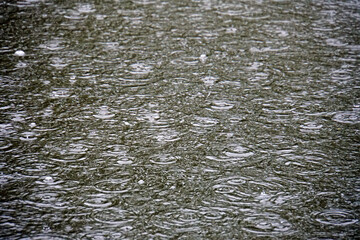 【梅雨イメージ】水たまりに降る雨が作る波紋