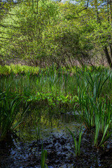 Fototapeta premium Pond with green vegetation and sunlight shining through foilage
