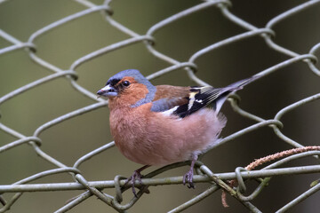 Small bird sitting on a fence with insect in mouth