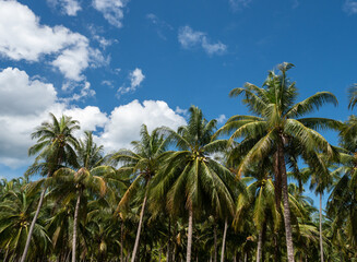 Fototapeta na wymiar Many coconut trees and blue sky with fluffy clouds.