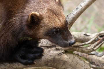 Wolverine head close up sitting on a tree trunk