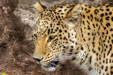 Head of a amur leopard