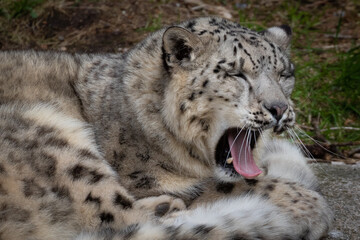 Sleepy snow leopard yawn in zoo