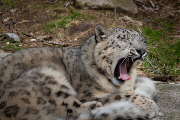 Snow leopard sleepy and yawning lying on the ground