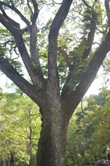 Large old tree