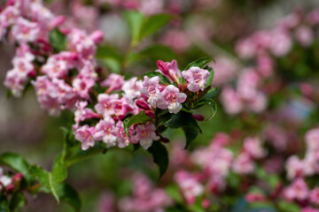 Beautiful branch of pink weigela flowers in the garden at summertime
