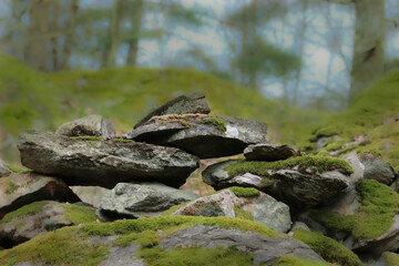 Part of a stone fence in the forest