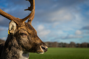 Deer with antlers in Phoenix Park