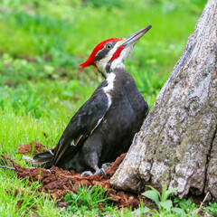 Male pileated woodpecker at base of tree surrounded by wood chips