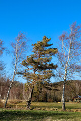 Three trees leaning in the blowing wind
