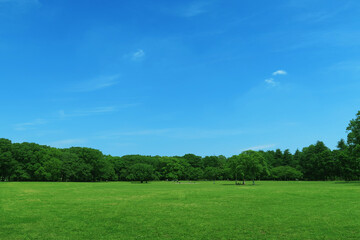 夏の芝生と青空と雲と緑の木々