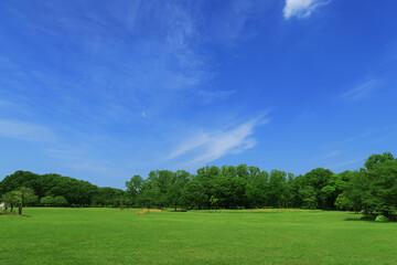 夏の芝生と青空と雲と緑の木々
