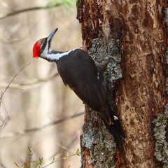 Pileated Woodpecker searching for food on trunk of a tree