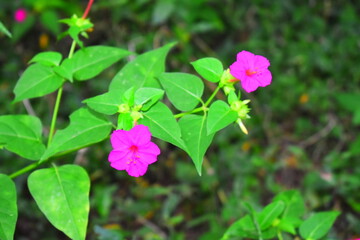pink flowers in the forest