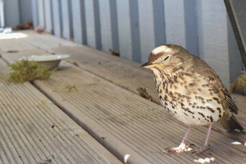 Small bird standing and sleeping on my porch