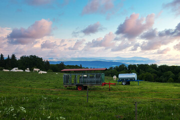 Obraz premium green field with white cows and cattle feeder