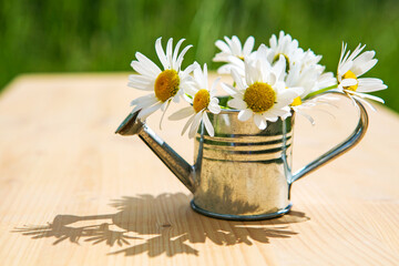 miniature watering can with daisies on wooden table outdoors in garden