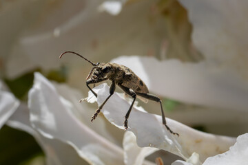 Insect on rhododendron flower in macro photograph