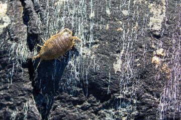 Small marine life on a rock by the sea in Sweden