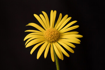 Yellow chamomile on a black background