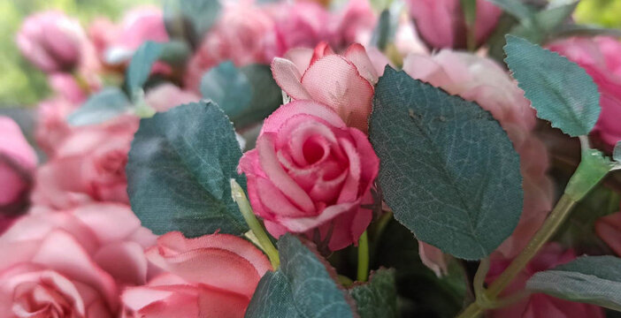 Pink plastic roses flower (Rosa hybrids) in fresh coffee shops. decorate corner for taking pictures for customers.