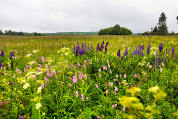 Obraz premium green field with wild flowers and lupines