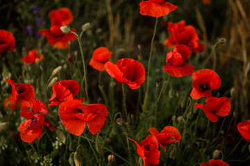 Close up selective focus on red poppies