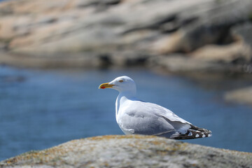 seagull standing on a cliff with blurry ocean background