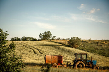 Old tractor is caring a metal barrel in a wheat field