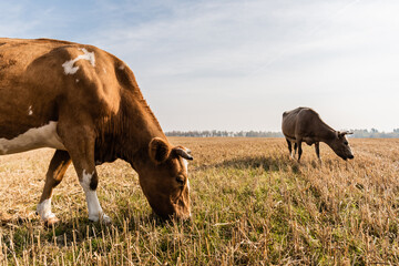 bulls standing on lawn and eating grass against cloudy sky