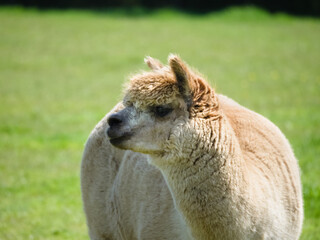 Fototapeta premium A portrait of a domesticated Alpaca (Vicugna pacos) in a grass meadow
