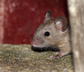 House mouse feeding in urban house garden. UK.