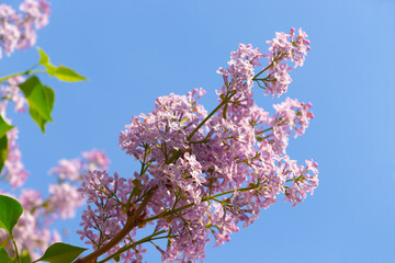 A branch of pink lilac flowers against a bright blue sky.