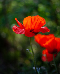 Red poppies. Buds of wildflowers and garden flowers. Red poppy blossoms. Copy space