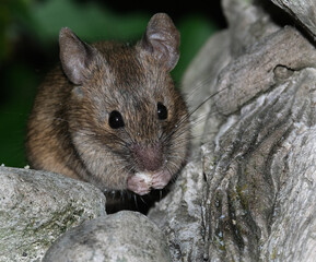 House mouse feeding in urban house garden. UK.