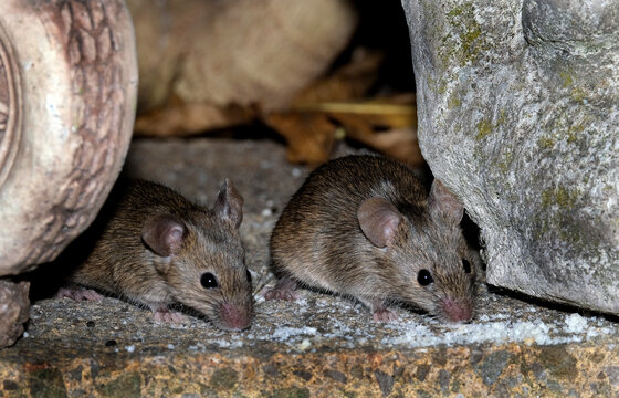 House mouse feeding in urban house garden. UK.