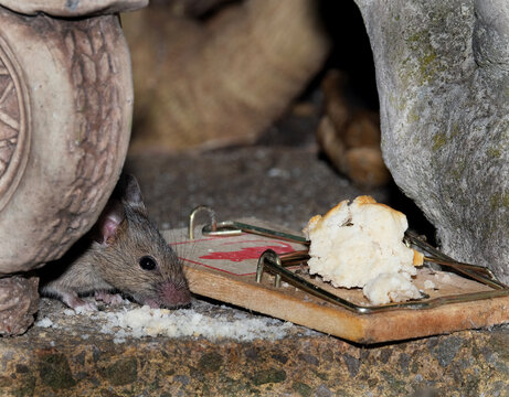House mouse feeding in urban house garden. UK.