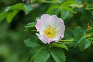 Cherry blossom with green background
