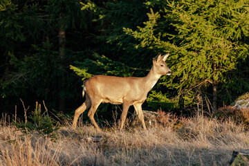 Naklejka na ściany i meble A sunlit deer in the forest with pointing ears