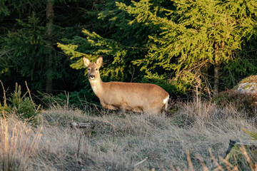 A deer in a sunlit clearing